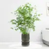 Arroz plántulas en maceta de bambú plantas hidropónicas interior pequeño bambú Fénix plantas verdes de escritorio micro bonsái plántulas de bambú bambú ornamental