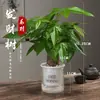 Árbol del Dinero Maceta Planta de Interior Tierra para Flores Pequeño Bonsái Cultivado en Maceta Planta Verde para Sala de Estar Oficina Fortuna Cerámica Maceta Pequeña