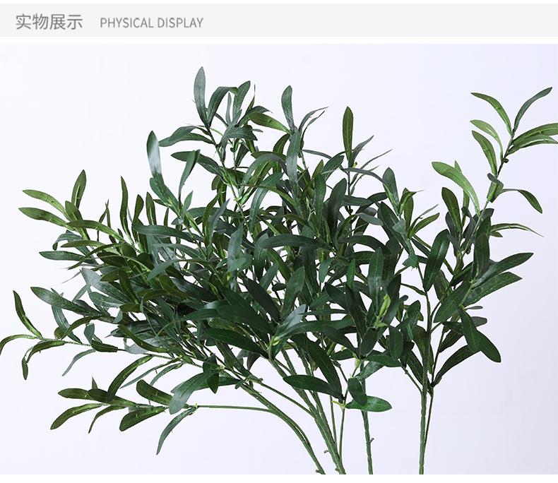 橄榄枝_08.jpg