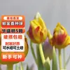 Bulbos de Tulipán Hidropónico 5 Grados Flor de Bola Semillas de Plantas Verdes Cultivo en Tierra Plantas Cultivo en Agua En maceta Interior y Exterior Resistente al Frío