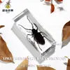 Especímenes de Insectos Artesanales Jingling: Escarabajo, Escorpión, Mantis, Araña - Educación en Ciencias Biológicas, Regalos de Nicho, Adornos de Resina
