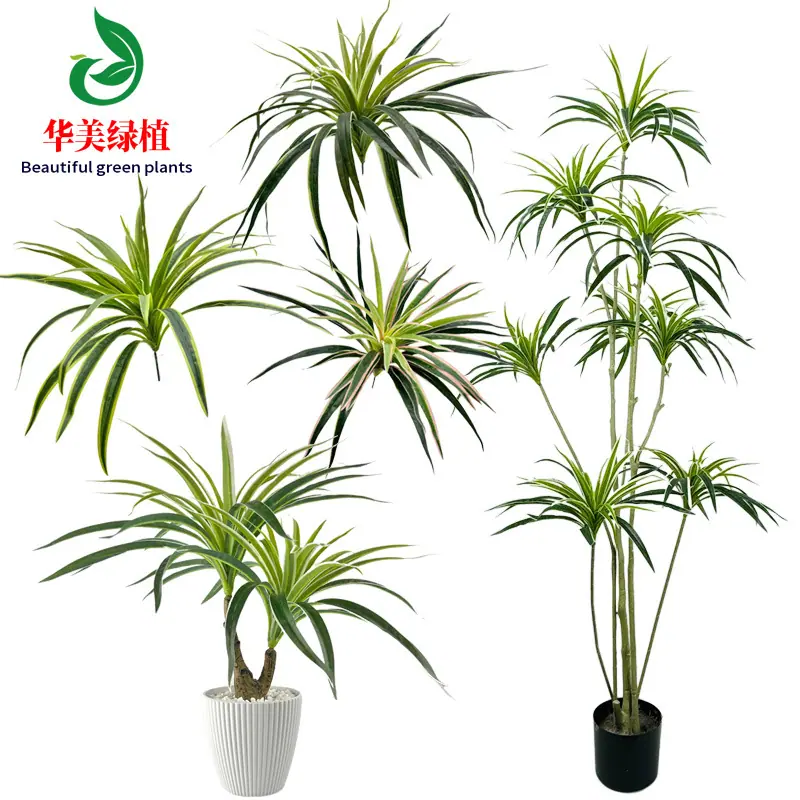 华美 白边草