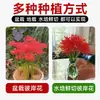 Bulbo de Lycoris radiata Manzhushahua flor roja en maceta brocado cambiante Amarilis bulbo grande flores de balcón fragancia fuerte Nardo