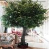 Simulación de árbol baniano grande artificial decoración interior de restaurante de hotel paisajismo plástico reforzado con fibra de vidrio árbol baniano falso de simulación grande de piso