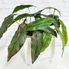 Nuevas Plantas Verdes de Simulación Planta de Hojas de Begonia de 5 Puntas Fondo de Pared de Plantas Diseño Floral DIY Decoración del Hogar Hojas Verdes de Simulación