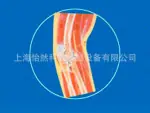 肘关节剖面模型
