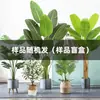 Plantas Verdes Artificiales de Moda para Casas de Huéspedes y Centros Comerciales, Plantas en Maceta para Decoración de Mesa de Sala de Estar Interior, Adornos de Plantas Falsas al por Mayor