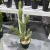 Cactus Pilares de Dragón Simulados Cactus Parásito Planta del Desierto Marroquí Decoración Suave para Paisajismo Modelo Decoración de Proyectos