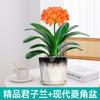Dropshipping Clivia Plántulas en Maceta con Capullos Plantas de Flor Interior Tesoro Nacional Gigante Caro