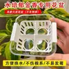 Divisória para Vaso de Flores Hidropônico para Tulipas e Lírios, Transparente, Visível, com Recipiente Azul de Fixação, Respirável, Vaso de Flores para Uso Doméstico