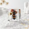 A Fábrica de Artesanato Zhongkun vende espécimes de insetos genuínos como itens decorativos, embutidos em resina de alta transparência, como brinquedos científicos educativos para crianças.