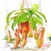 Plántulas de Cinta, Hiedra, Clorofito, Planta de Labial, Peonía, Planta de Cinta, Cinta Perla, Plantas Verdes Colgantes para Balcón de Interior