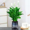 Rabanete verde, árvore da fortuna, aspargos, bambu, nove milhas, flor de incenso, planta em vaso, hortelã interna, bambu rico, planta hidropônica, fácil de alimentar
