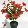 Flor Artificial Simulada Fabricante Celebridad de Internet Modelo Popular Venta Directa Eucalipto Violeta de 7 Años