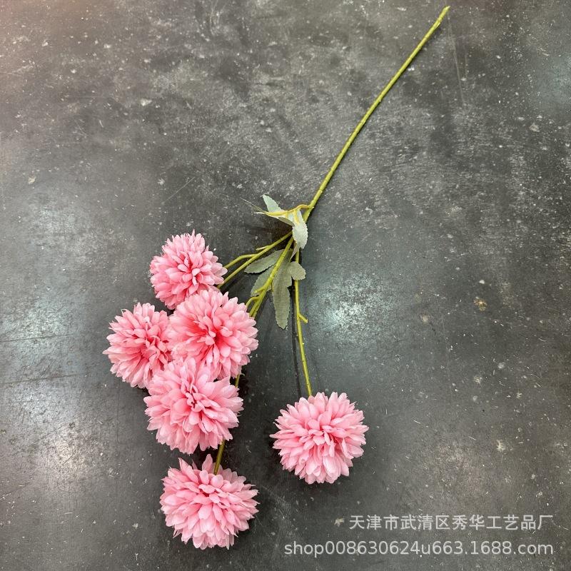 6头球菊深粉