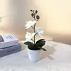 Simulación Bonsái de Phalaenopsis de Tres Hojas Flor Artificial con Película 3D Planta en Maceta Decoración Interior Simulación Maceta Verde Venta al por Mayor