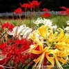 Bola de semillas Bianhua bola grande Flor de Lycoris Manzhushahua plantas de interior y exterior Semillas de flor de Mandrágora flores en maceta