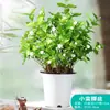 Jasmim de Vaso Flor Ornamental Interna É Fácil de Cultivar em Todas as Estações e Floresce Continuamente. Planta Verde Jasmim Cabeça de Tigre Bonsai