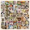 60 pegatinas originales de gatitos con texto, estilo ins, creativas, decorativas, para cuadernos, papelería, material de cuenta manual, pegatinas al por mayor