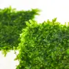 Musgo Plantas Aquáticas a Granel, Troncos Flutuantes Vivos, Samambaias para Paisagismo Triângulo Flamejante, Musgo Mini Galhada para Aquário