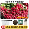 Maceta para plantar verduras en balcón, caja de plantación de verduras de autorriego, para personas perezosas, rectangular, para plantar cebolla, maceta de plástico para flores, interior, anillo de resina, envoltorio