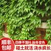 Dropshipping Plantas de Semillero de Tigre Trepador de Pared Hiedra Trepadora sin Hojas Plantas Jóvenes Semillas Todo el Año Enredaderas Trepadoras de Patio