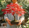 Arce rojo en maceta, ejemplar maduro 'Danza Roja Japonesa Reina', para sala de estar interior y patio, planta roja china, bonsái enano de cuatro estaciones, resistente al frío