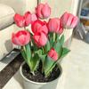 Tulipas Importadas da Holanda São Feias e Têm Bolas Grandes com Protuberâncias e Mofo na Superfície. Eles Não Afetam a Floração. Pacote de Cultura de Solo Floração