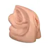 Modelo de anatomía del sistema genitourinario femenino, molde médico del sistema urinario