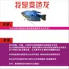 Pez Manlong, Alevines de Agua Dulce, Peces Ornamentales, Fáciles de Criar, Resistentes, Peces Pequeños Que No Necesitan Oxígeno, Pez Lili Pequeño y Colorido, Peces Vivos para Principiantes