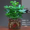 Schefflera Arborvitae en Maceta Atrae Fortuna, Bonsái Flor de Mesa Perenne, Planta en Maceta Árbol del Dinero