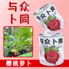 Latas de Plantio para Crianças Plantas Verdes em Vasos Sementes de Tomate e Hortelã Latas de Observação do Crescimento de Plantas para Jardim de Infância