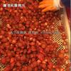 Equipo de Procesamiento de Fruta Conservada de Ciruela Mitad Olla de Vacío para Remojo en Azúcar de Ciruela Mitad Fruta Conservada Olla de Remojo en Azúcar Conservada Imitación Hecho a Mano
