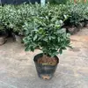Planta Joven de Camelia para Té en Maceta con Capullos de Flor Perenne Todo el Año Resistente al Frío Fácil de Cultivar Patio Balcón Sala de Estar Interior Planta Verde Flores