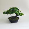 Simulação Planta em vaso de plantas Decoração de interiores Flor falsa Bem-vindo Pinho Casa Sala de estar Verde Plantio Plástico Pequenos Enfeites Pinho Bonsai