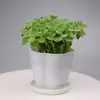 Plectranthus verticillatus en Maceta Envío Gratis Aroma de Un Toque Planta de la Fortuna Hierba Suculenta Repelente de Mosquitos Repelente de Insectos Purificador de Aire Planta Verde Flor