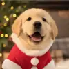 Capa Roupa de animal de estimação Transfronteiriça Super-herói Cachorro Moletom para animal de estimação Pelúcia Bordada Roupas para cachorro