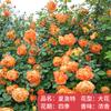 Plántulas de rosa, enredaderas trepadoras, plantas de floración de cuatro estaciones, enredadera, rosa, flor en maceta, flor extra grande, exterior, balcón, plantas verdes