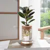 Planta de Caucho Black Diamond en Maceta para Uso en Interiores y Exteriores, Planta Verde para Purificación del Aire, Planta en Maceta para Escritorio de Oficina, Planta Verde de Cuatro Estaciones