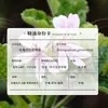 Aceite Esencial de Geranio Rosa, Destilación Floral, Aromaterapia de Masaje Vegetal, Alternativa al Aceite Esencial de Rosa, Aceite Esencial Puro Único