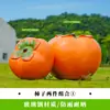Esculturas de Frutas e Vegetais de Simulação para Exterior Fibra de Vidro Jardim Gramado Paisagem Modelos de Repolho Milho Pimenta Ornamentos Grandes