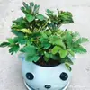Planta Mimosa em Vaso Pequeno, Planta para Varanda Interna, Sala de Estar, Escritório, Quarto Planta Verde, Planta Verde Fácil de Cuidar o Ano Todo