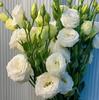 200 Sementes de Rosa Eustoma Sem Espinhos