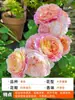 Planta de Maceta Balcón de Jugo Rosa con Flores y Capullos para Balcón y Jardín, Planta de Floración Grande, Planta de Rosa de Floración Reblooming