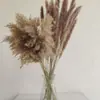 Buquê de Limpeza com Flores Secas e Juncos Flores Reais Secas Decoração de Casa Pousada Pequeno Escandinavo Transfronteiriço Buquê Seco