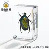 Artesanías de especímenes, insectos reales, escarabajo ciervo, escorpión, escarabajo, araña, regalos de enseñanza de ciencias biológicas, adornos de resina