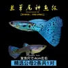 Guppies de Raça Pura, Peixes Ornamentais de Água Doce Pequenos, Peixes Tropicais Fáceis de Criar, Peixes Vivos, Peixes Limpadores, Kinguios Zebra, Peixes Pequenos, Alevinos