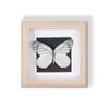 Especímenes de Mariposas Reales Raros y Preciosos (Mariposa Pavo Real) en un Marco, Decoración Moderna de Madera para el Hogar, Decoración Creativa de Mesa