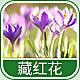4283 - 藏红花香精