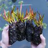 Planta hidropónica de nenúfar con envío directo, loto cultivado en agua durante todo el año, flor de loto en maceta, estanque de agua, nenúfar grande, raíz.
